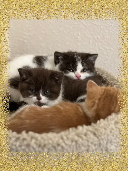GenCalico British Shorthair Cattery Picture 5