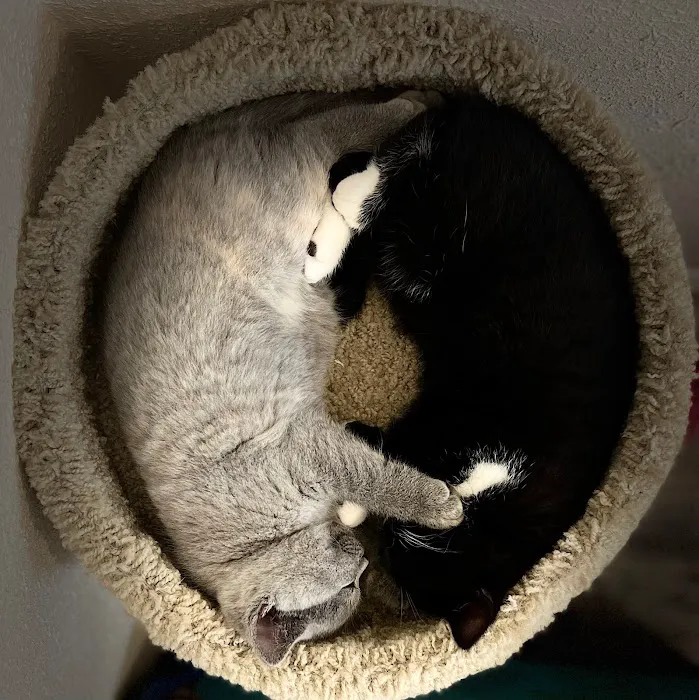 GenCalico British Shorthair Cattery Picture 3