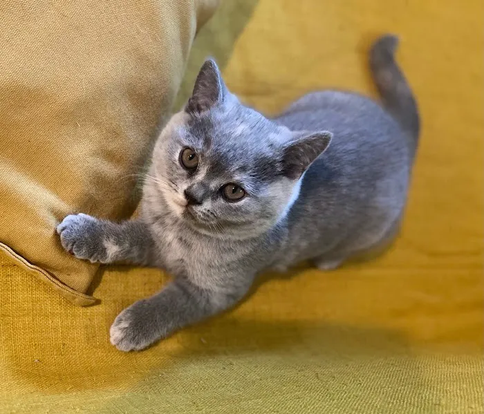 GenCalico British Shorthair Cattery Picture 8