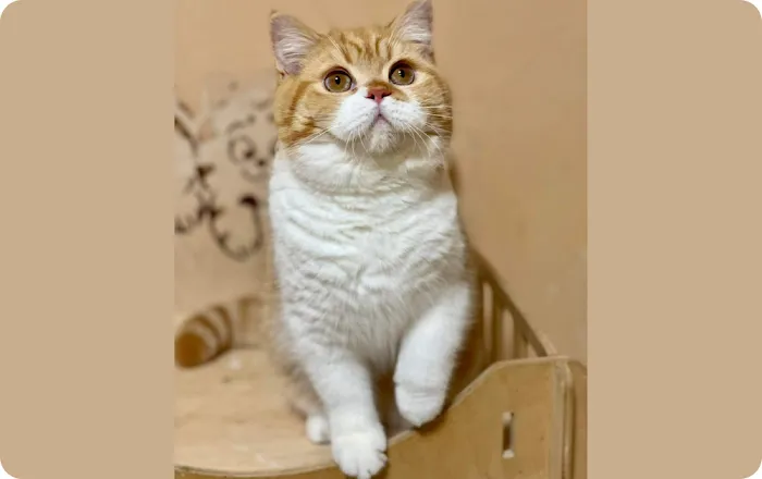 GenCalico British Shorthair Cattery Picture 9