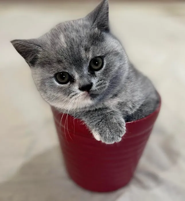 GenCalico British Shorthair Cattery Picture 10