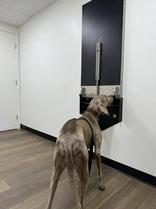 Inheart Animal Hospital Veterinarian | 한인 동물병원 Picture 3