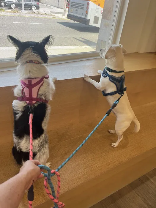 Inheart Animal Hospital Veterinarian | 한인 동물병원 Picture 10