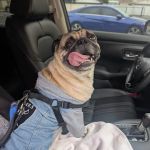 City Line Pet Clinic