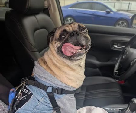 City Line Pet Clinic