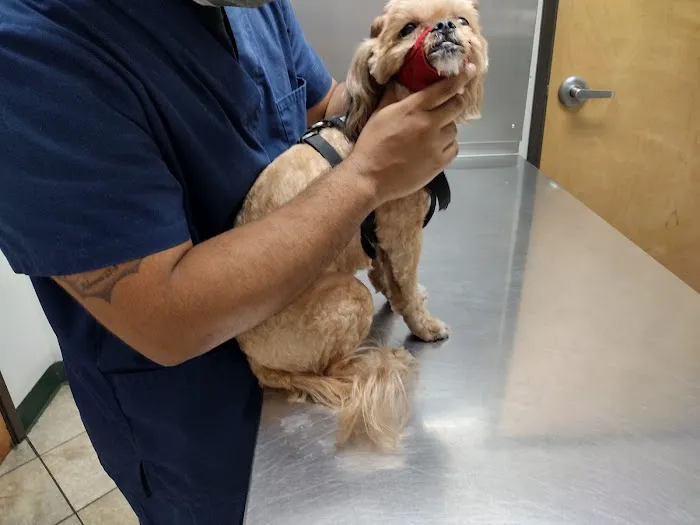 City Line Pet Clinic Picture 3