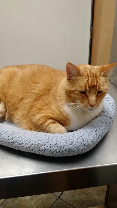 City Line Pet Clinic Picture 6