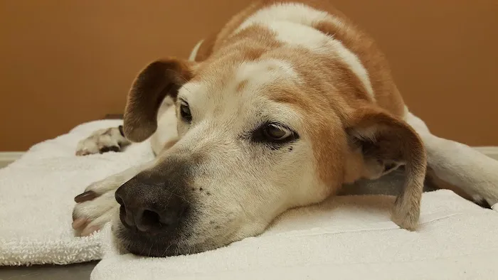 Pico Rivera Animal Hospital Picture 3