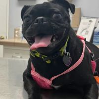 Pico Rivera Animal Hospital ico