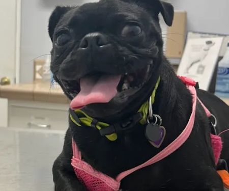 Pico Rivera Animal Hospital