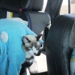 Southeast Pet Hospital
