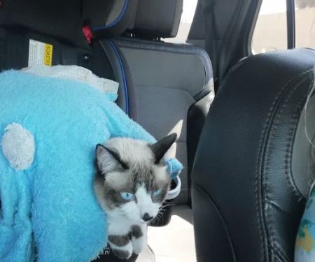 Southeast Pet Hospital