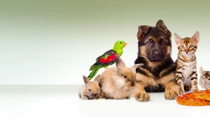 Southeast Pet Hospital Picture 4