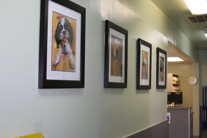 VCA La Mirada Animal Hospital Picture 8