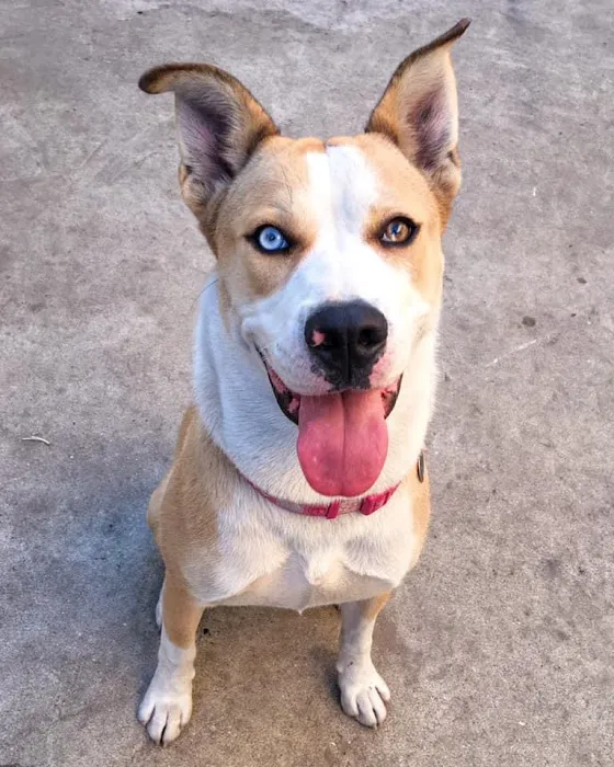 VCA La Mirada Animal Hospital Picture 1