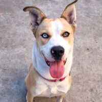 VCA La Mirada Animal Hospital ico