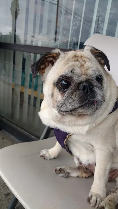 La Mirada Animal Health Center Picture 2