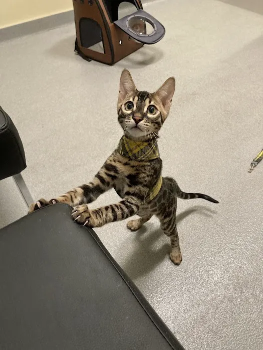 Ally Pet Medical Center Picture 7