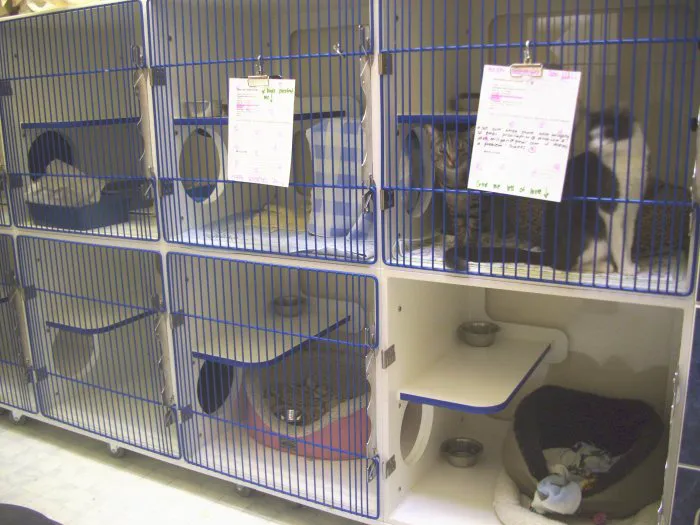 VCA Pine Lake Animal Hospital Picture 8