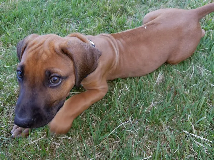 VCA Redwood Animal Hospital Picture 5