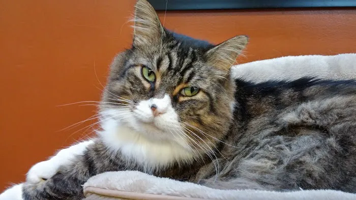 VCA Redmond Animal Hospital Picture 1