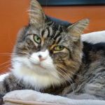 VCA Redmond Animal Hospital