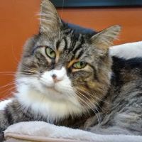 VCA Redmond Animal Hospital ico