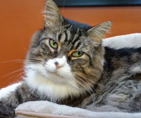 VCA Redmond Animal Hospital