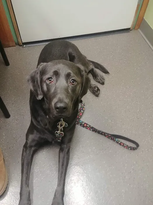 VCA Redmond Animal Hospital Picture 2