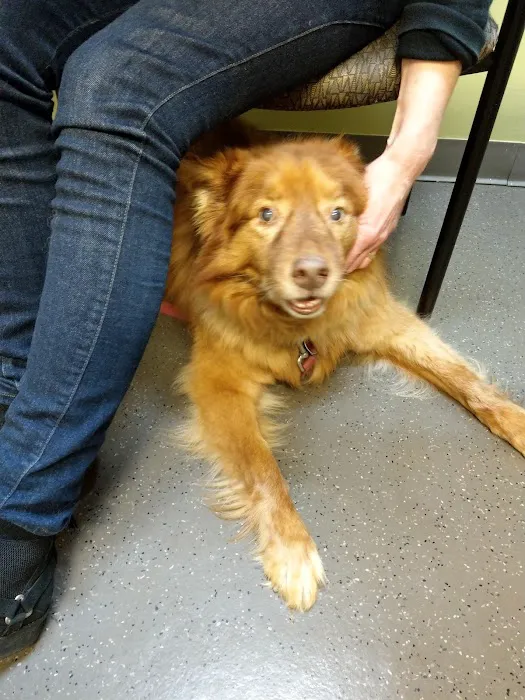 VCA Redmond Animal Hospital Picture 9
