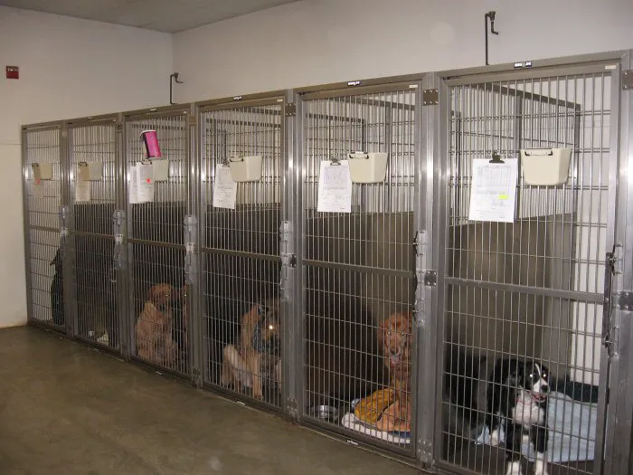 VCA Redmond Animal Hospital Picture 7
