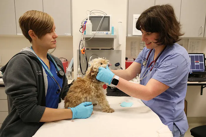 BluePearl Pet Hospital Kirkland Picture 4