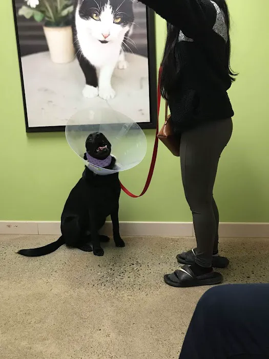Animal Emergency & Specialty Picture 6