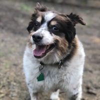 Critter Doctor Animal Hospital is Now BoosterPet - Kirkland ico