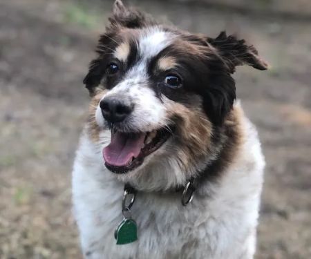 Critter Doctor Animal Hospital is Now BoosterPet - Kirkland