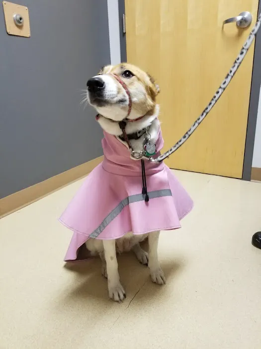 Critter Doctor Animal Hospital is Now BoosterPet - Kirkland Picture 8