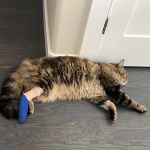 A Pet Clinic of Kent