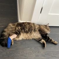 A Pet Clinic of Kent ico