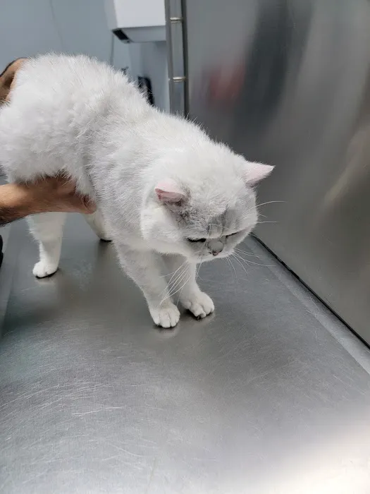 A Pet Clinic of Kent Picture 7