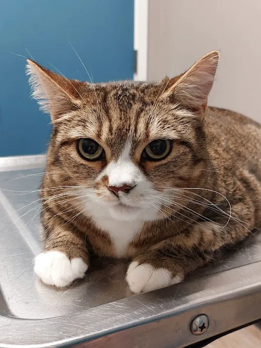 Lake Meridian Animal Hospital Picture 4