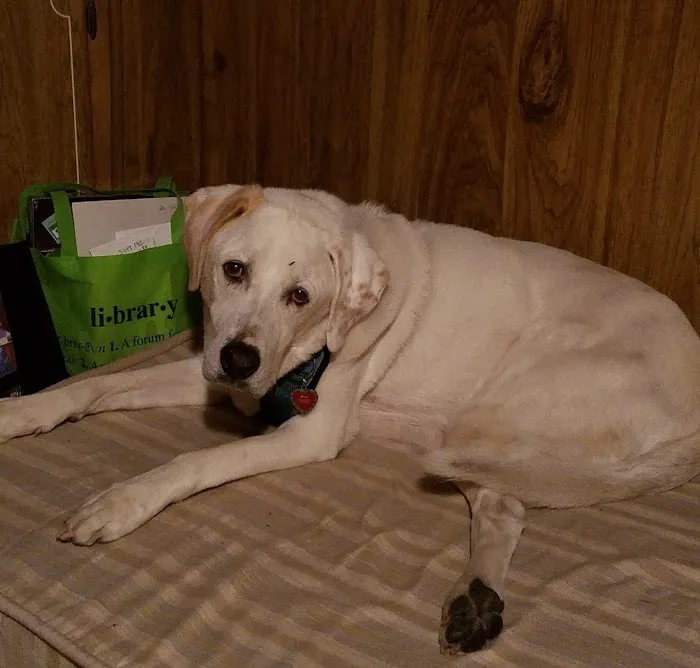 Green River Veterinary Hospital Picture 10