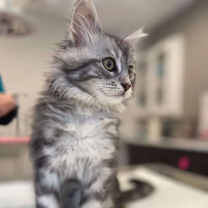 Mountainside Animal Hospital Picture 10