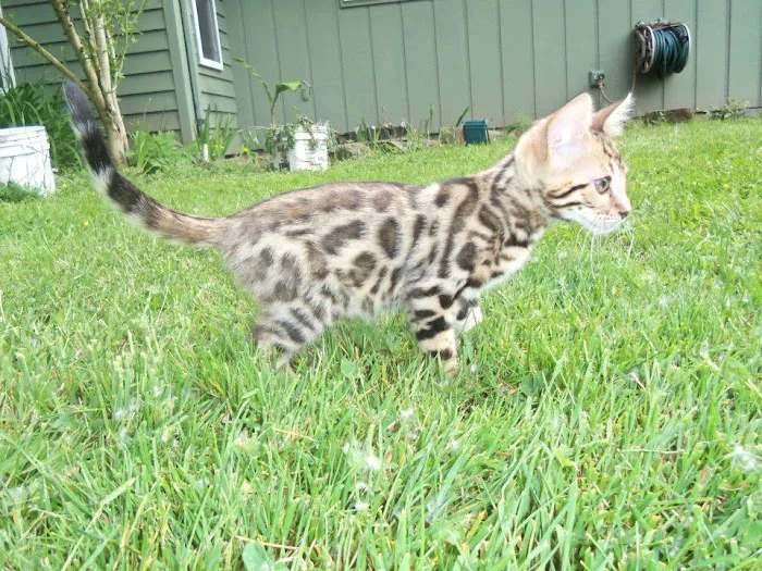 Wilderness Animal Hospital Picture 8