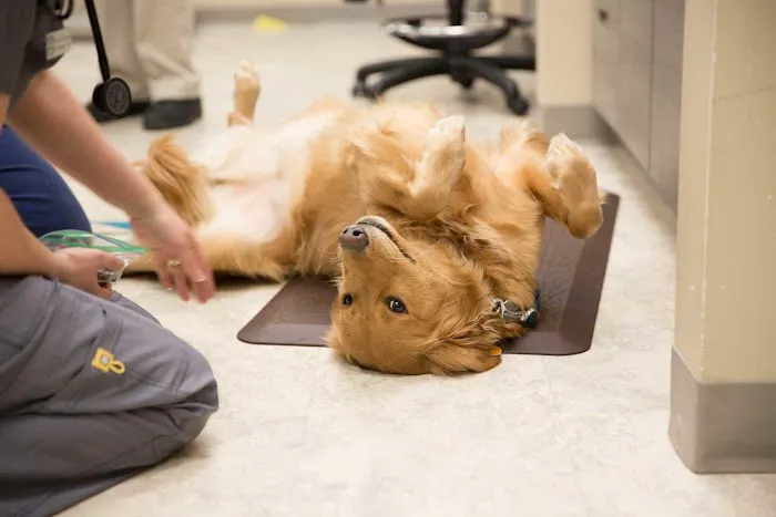 Wilderness Animal Hospital Picture 4