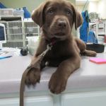 Wilderness Animal Hospital