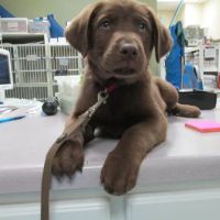 Wilderness Animal Hospital ico