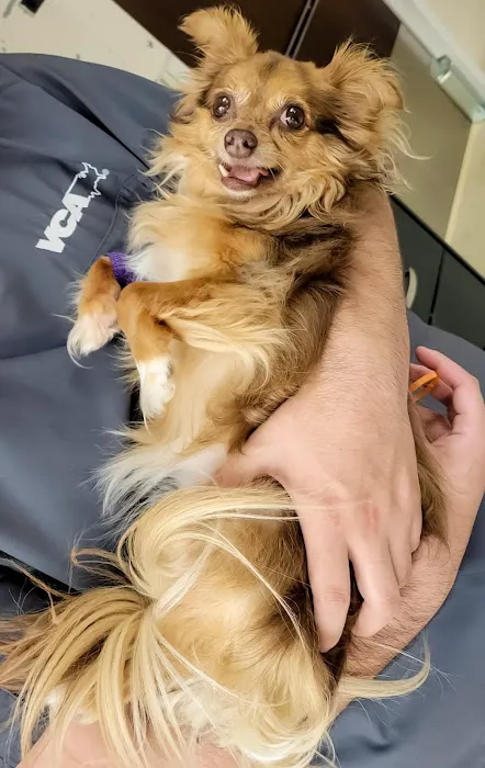 VCA Covington Animal Hospital Picture 8