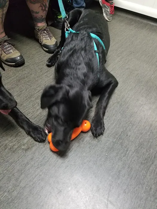 VCA Covington Animal Hospital Picture 3