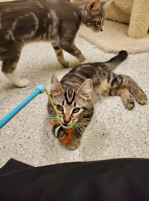 Sawyer Lake Veterinary Hospital Picture 5