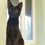Sawyer Lake Veterinary Hospital